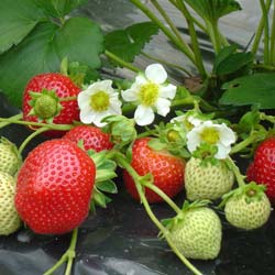 Fraisier 'Maestro' / Fragaria vesca Maestro